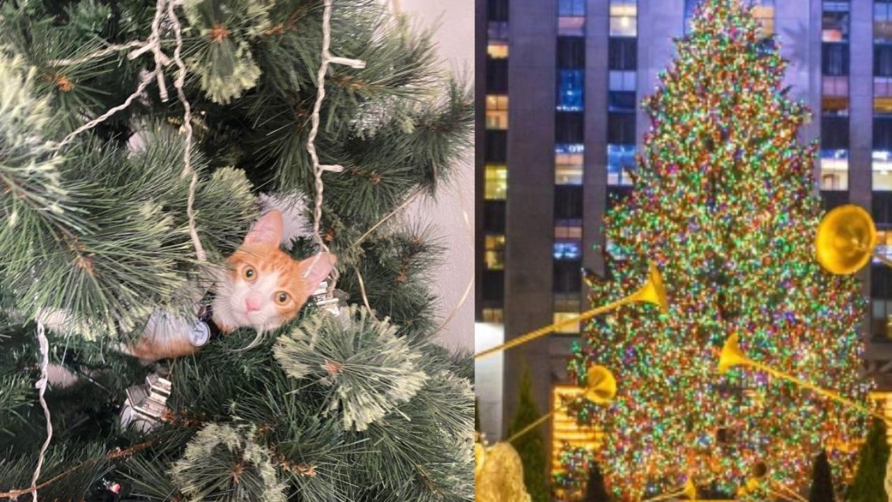 ¿Qué árbol de navidad elegir si tiene gatos en casa?
