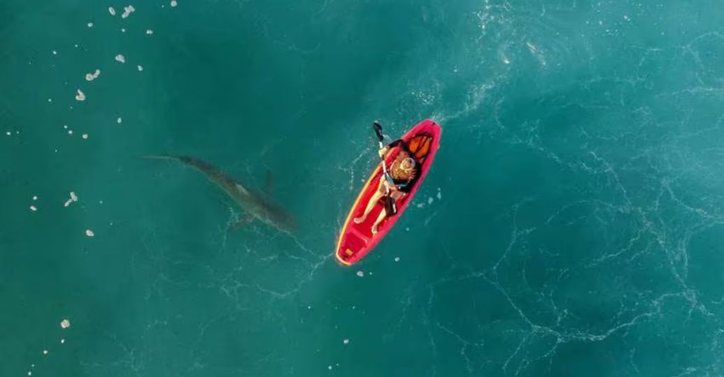 Turista en las Bahamas muere tras ataque de tiburón