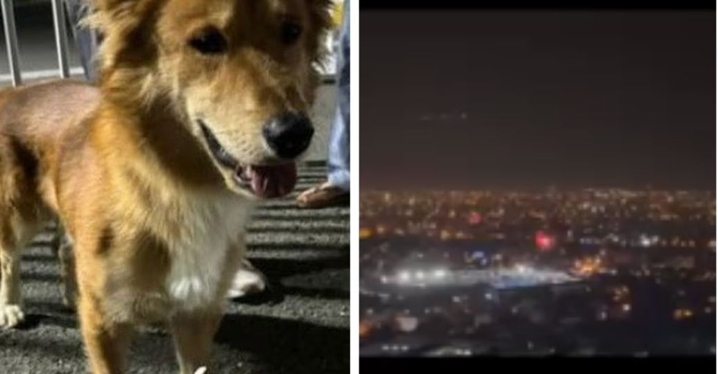 Reportan animales perdidos y afectados en Cali tras alborada