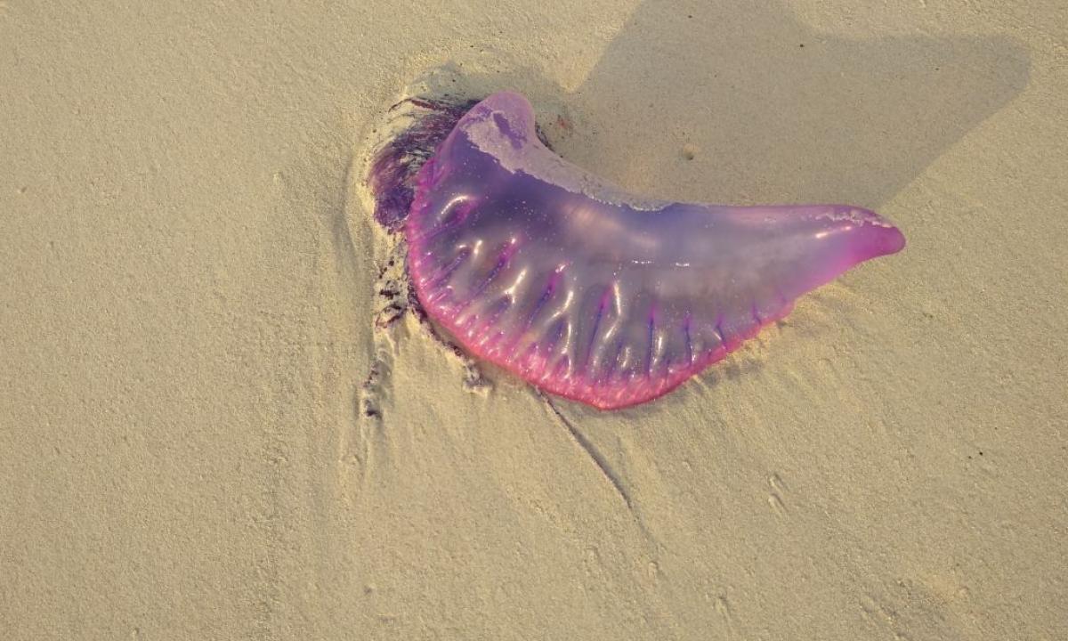 Alerta en playas colombianas por la presencia de peligroso animal: ¿de qué se trata?