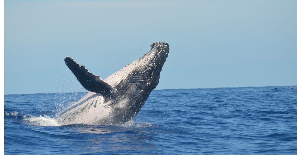 ¿Cómo las ballenas producen su canto?: Esto dice un estudio