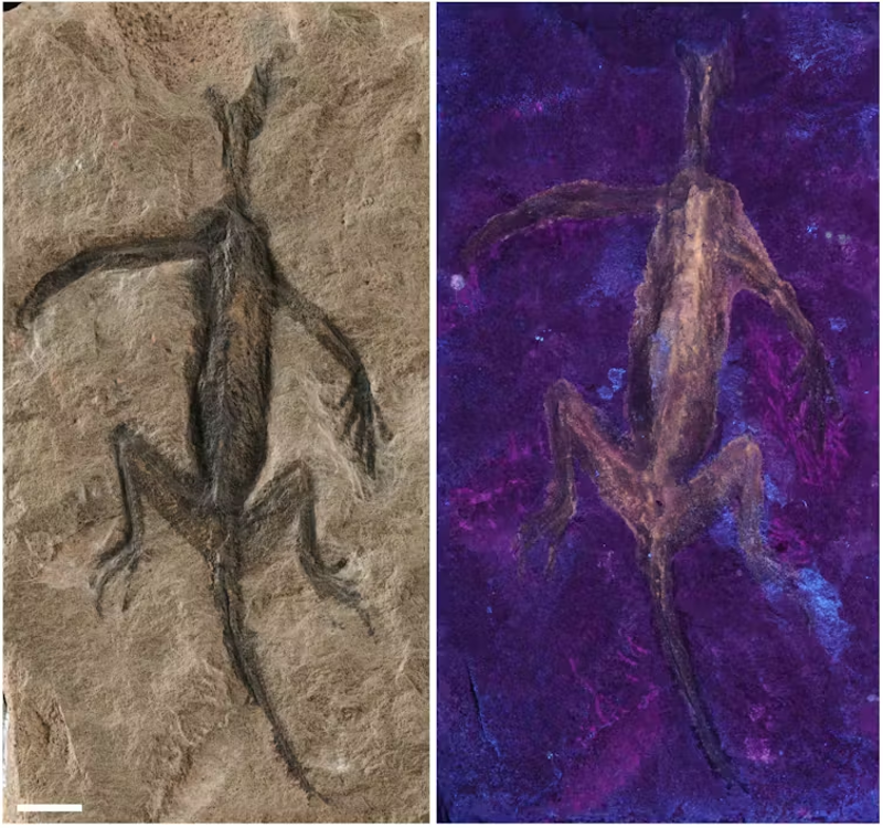 El fósil "mejor conservado" de un reptil resultó ser una pintura negra sobre huesos
