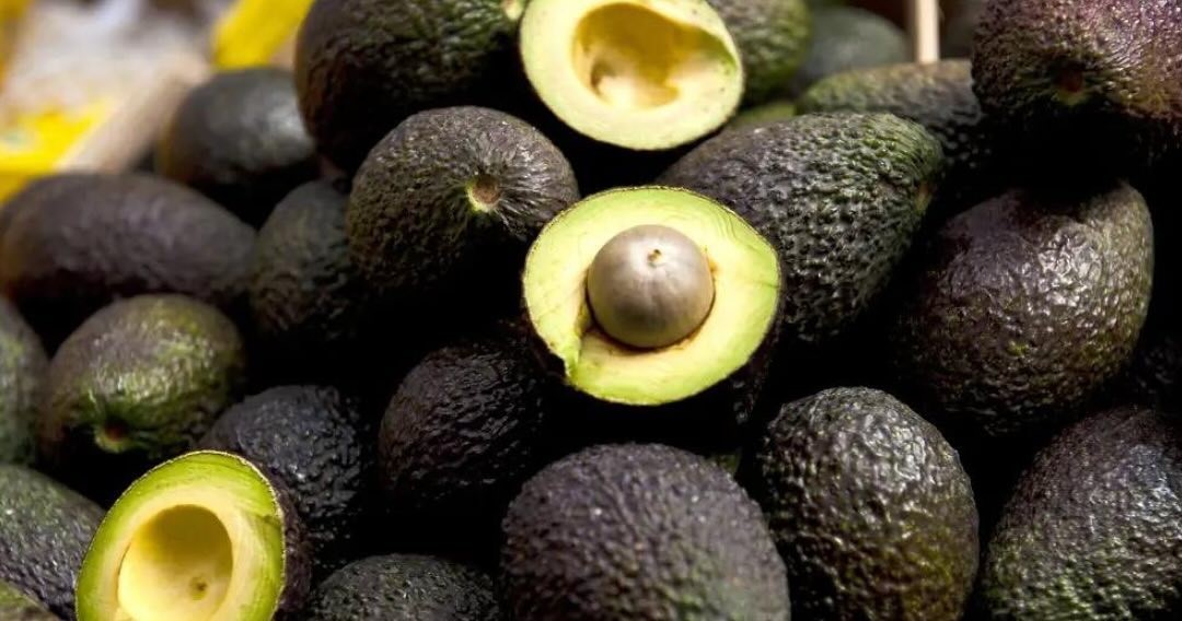 ¡Imparable! Las exportaciones de aguacate Hass colombiano crecieron un 53% en enero