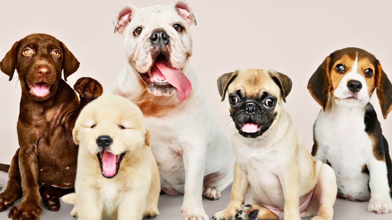 ¿Cómo se calcula la edad de los perros? Este es el método correcto