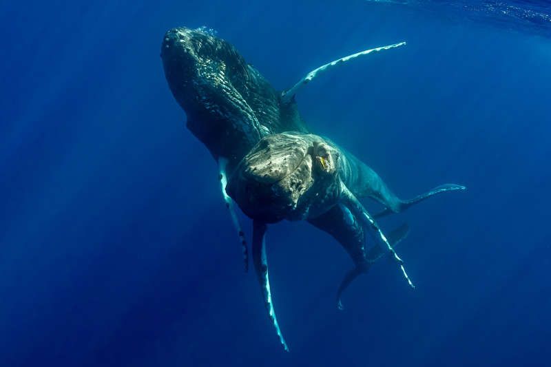Por primera vez captaron a dos ballenas jorobadas apareándose: resultaron ser machos