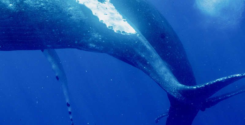 Por primera vez captaron a dos ballenas jorobadas apareándose: resultaron ser machos