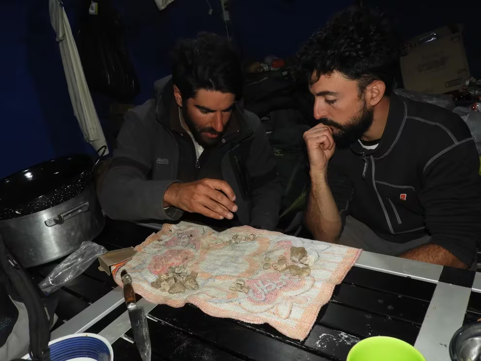 Sorprendente: en Argentina, investigadores hallaron los fósiles del mamífero más grande que convivió con los dinosaurios 