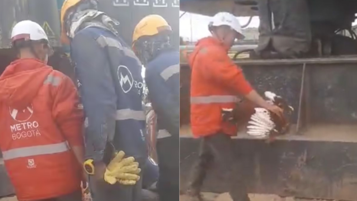 Denuncian presunto sacrificio de gallina en obras del metro de Bogotá: piden al alcalde pronunciarse