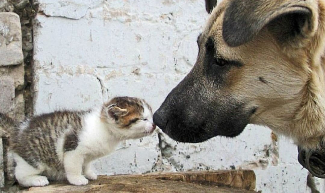Cámara aprobó proyecto de ley para esterilizar perros y gatos en condición de calle: le contamos