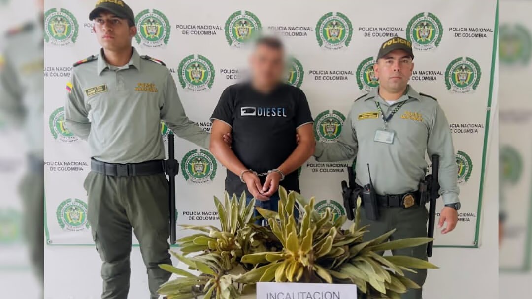 Capturan a hombre que arrancó y robó frailejones cerca al Nevado del Ruíz: esto se sabe