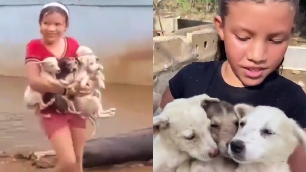 ¡Una heroína! Pese a perder todo, niña en Venezuela rescató a cuatro perritos de las inundaciones