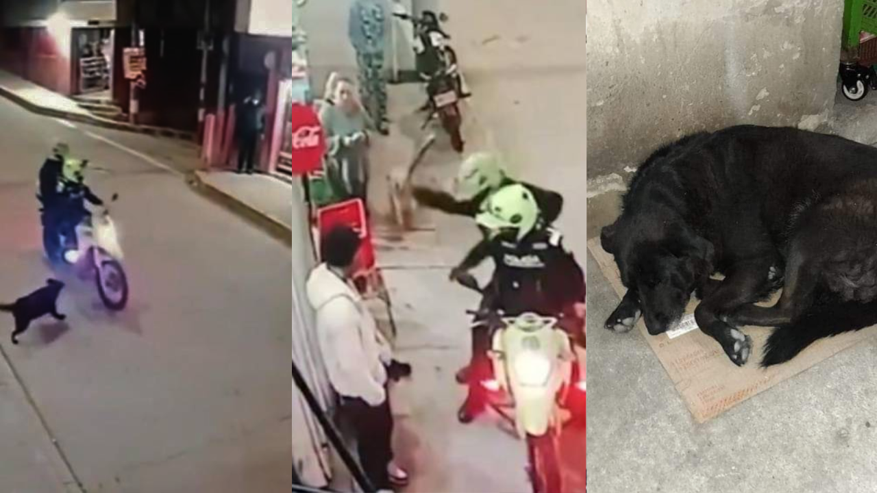 Separan de su cargo a dos policías que golpearon a un perro en Bogotá luego de ladrarles