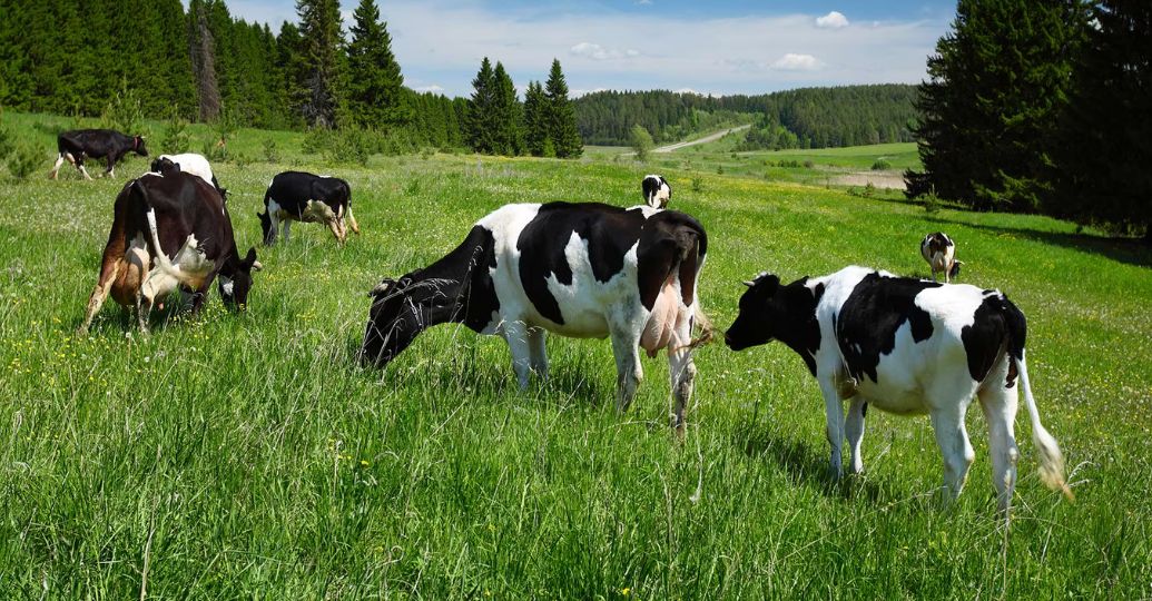 Rastros de gripe aviar en la leche: ¿son seguros los lácteos?