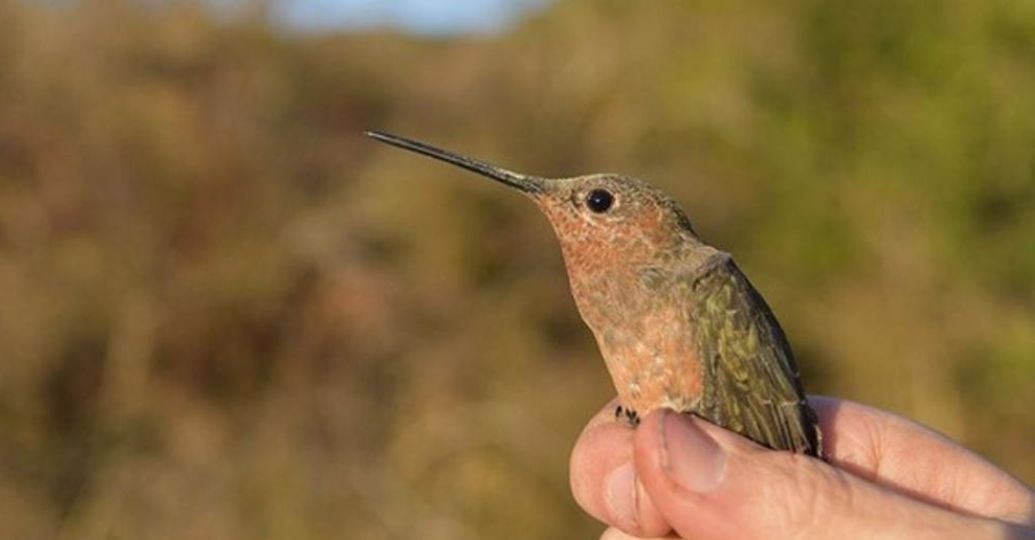 Descubren especie de colibrí ocho veces más grandes que uno común