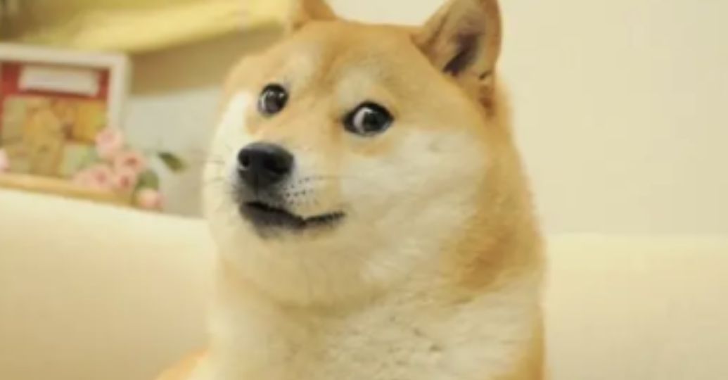 Murió Kabosu, el perro del meme 'Doge': una celebridad de redes sociales
