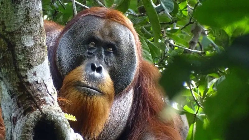 Captaron por primera vez a un orangután curándose con una planta medicinal: le contamos