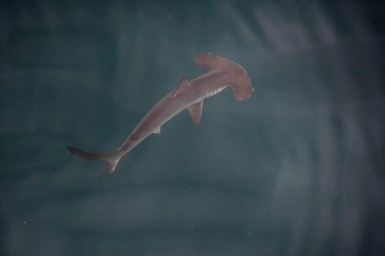 Actriz de 'La casa de papel' participó en el descubrimiento de una "guardería" de tiburones martillo liso