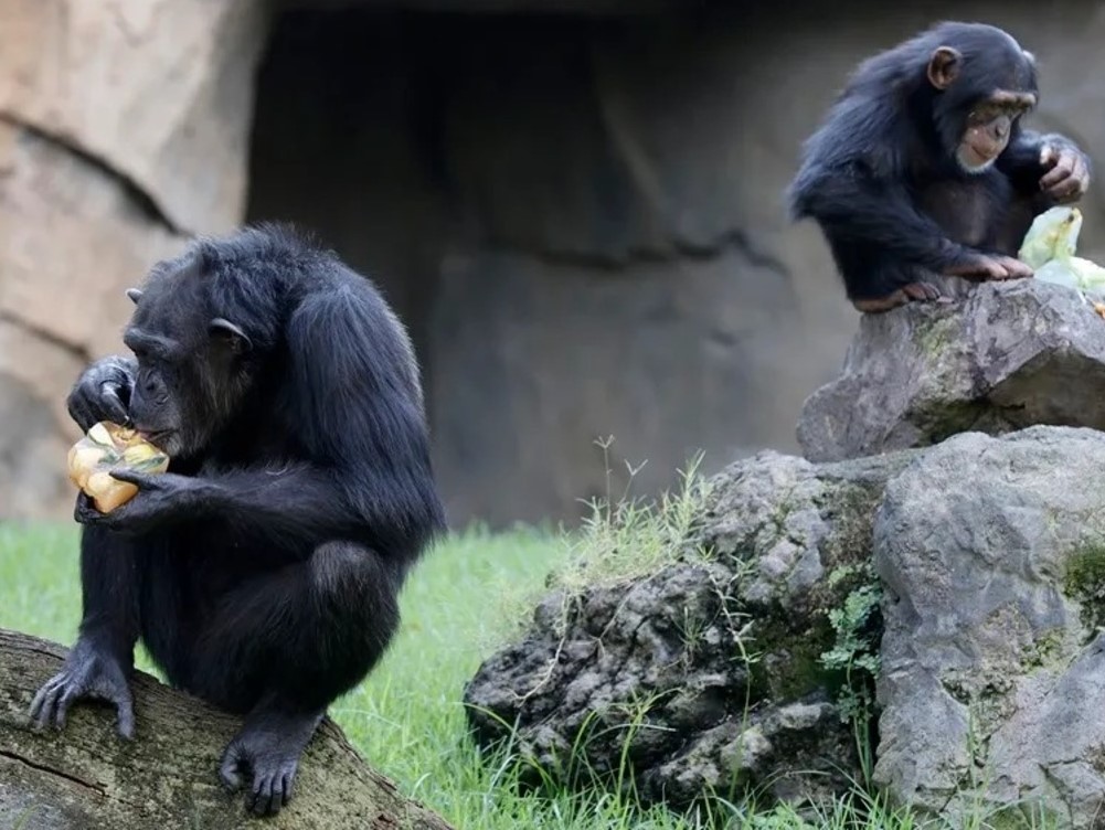 Los chimpancés perfeccionan su capacidad de aprendizaje a lo largo de la vida, según estudio 