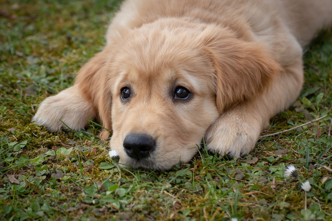 ¿Cómo quitarle las pulgas a un perro? Siga estos consejos: funciona también contra las garrapatas