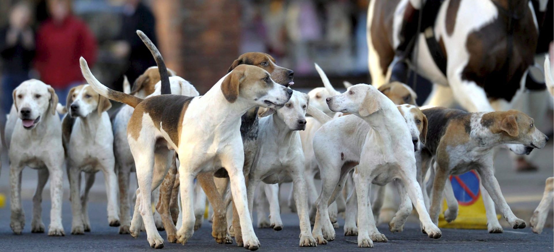 ¿Los perros pueden oler la maldad en las personas? Esta fue la sorprendente respuesta de un estudio