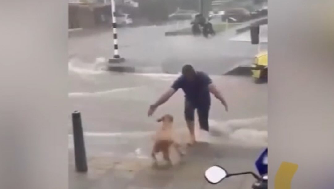 En video | Perrito se emociona al ver que taxi es rescatado de un arroyo en Barranquilla