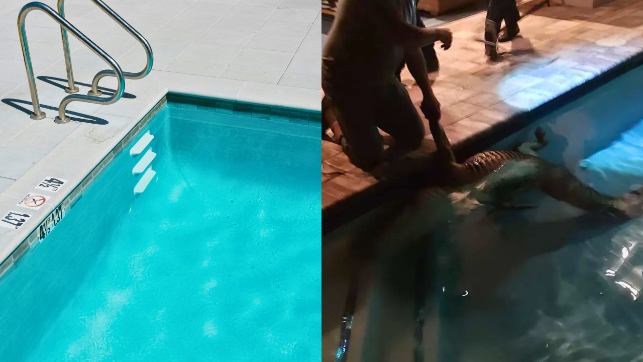 Familia creyó que su perro había visto un fantasma, pero los sorprendió un animal gigante: ¿qué era?