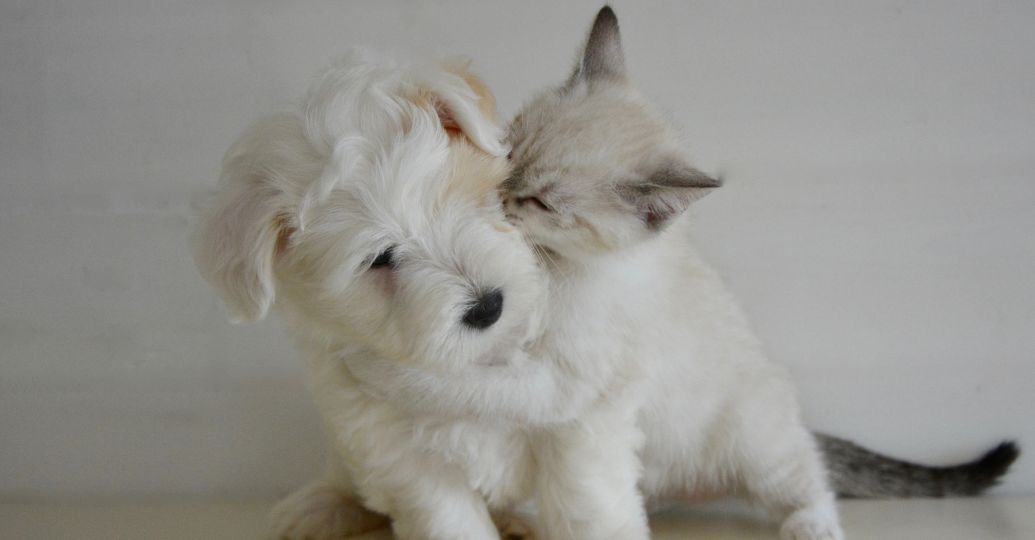 Clínica cobra 50.000 euros por clonar mascotas
