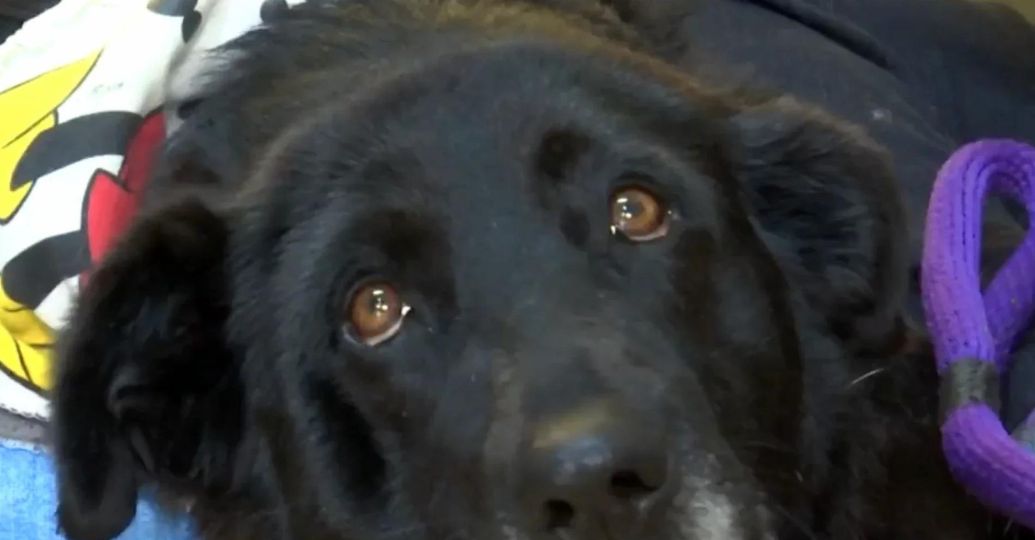 Perrita que fue golpeada por un policía fue recogida por fundación y busca hogar