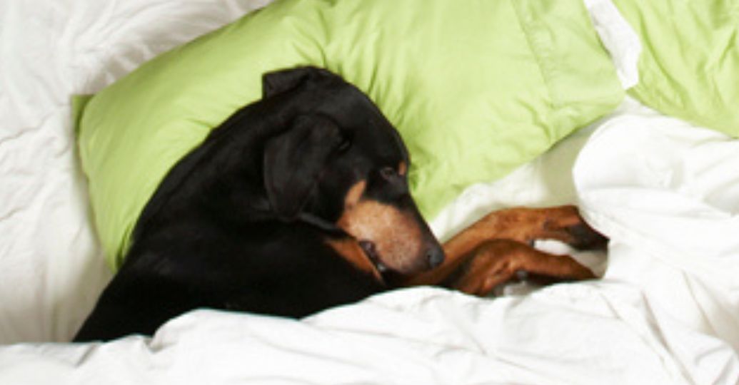 ¿Hay que arropar a los perros cuando duermen? esto dicen expertos