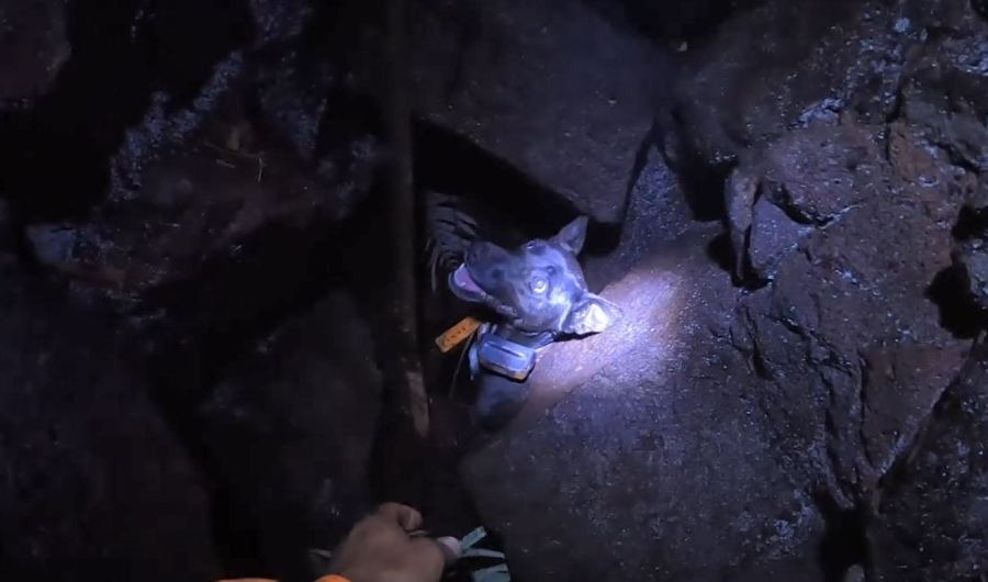¡Heróico! Un hombre se jugó la vida para rescatar a una perrita atrapada en la fisura de un volcán