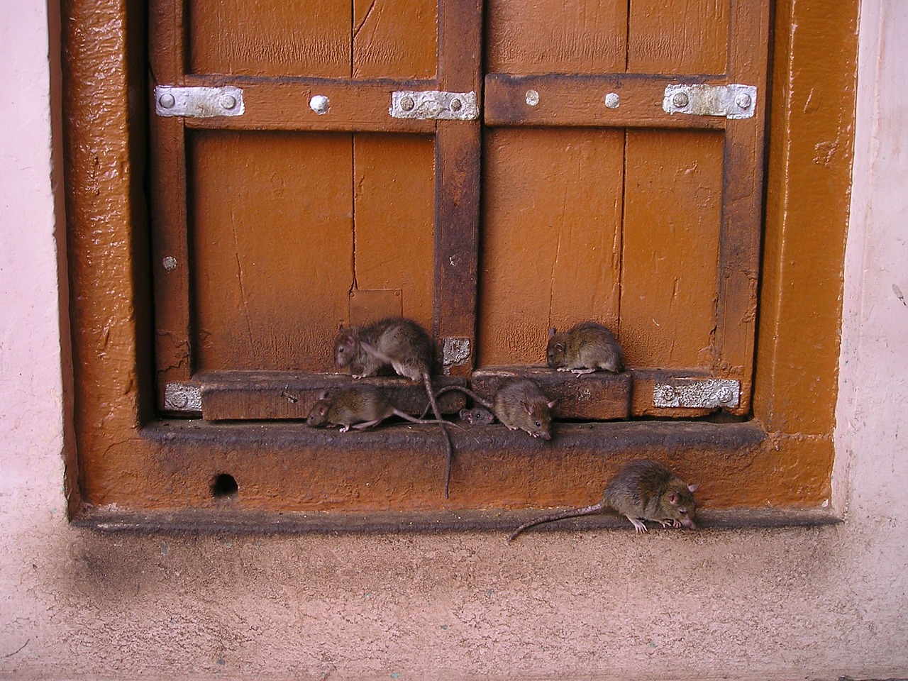 ¡Lo que faltaba! Una plaga de ratas azota a Bogotá: ¿cómo hará el Distrito para combatirla?