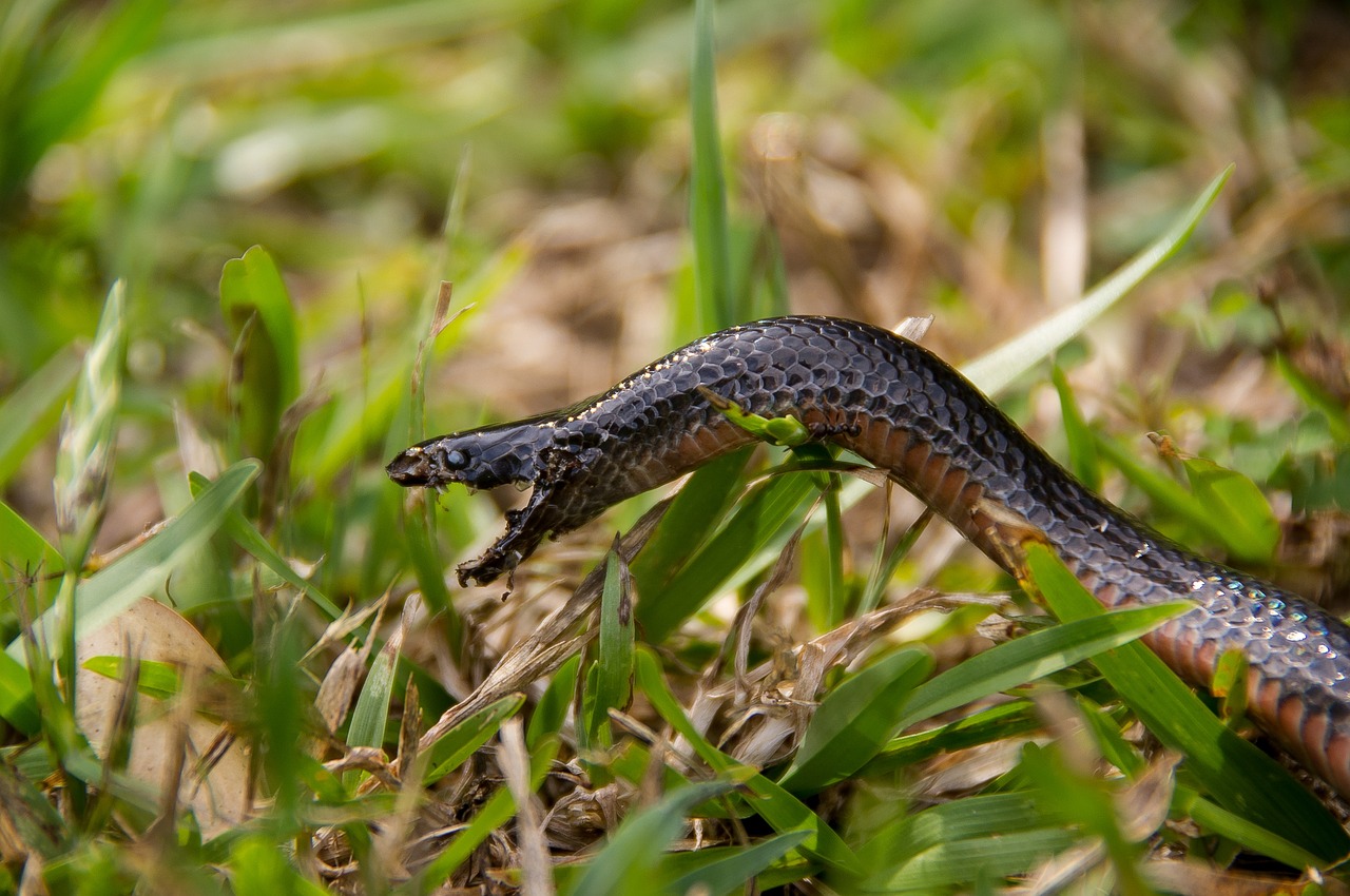 ¡Aterrador! Hallaron una serpiente venenosa entre los peluches de una niña: así la capturaron