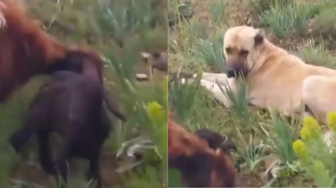 Un perro, que duró dos días desaparecido, fue hallado mientras cuidaba a una oveja que acababa de parir