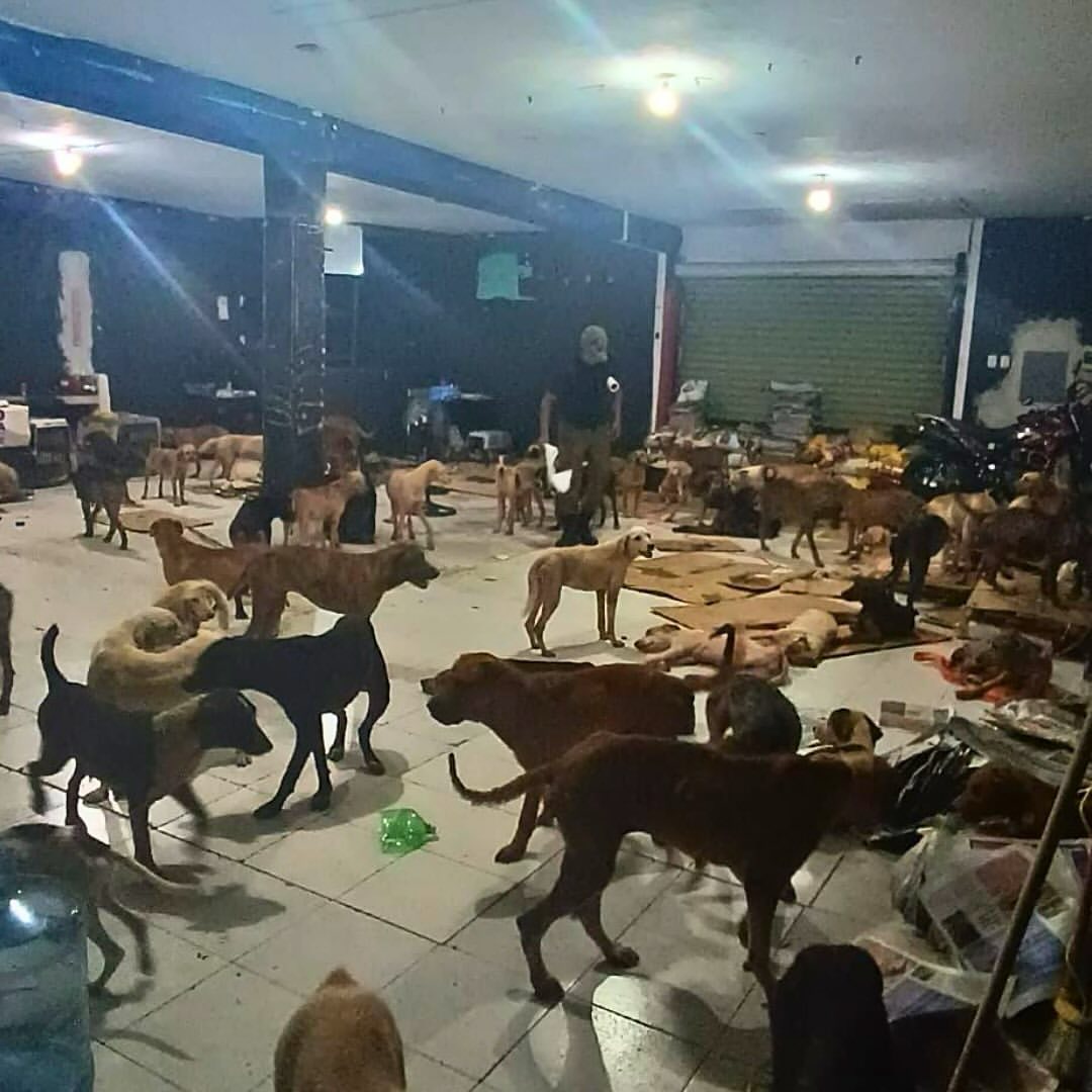 Perritos callejeros fueron puestos a salvo en un refugio en medio del paso del huracán Beryl