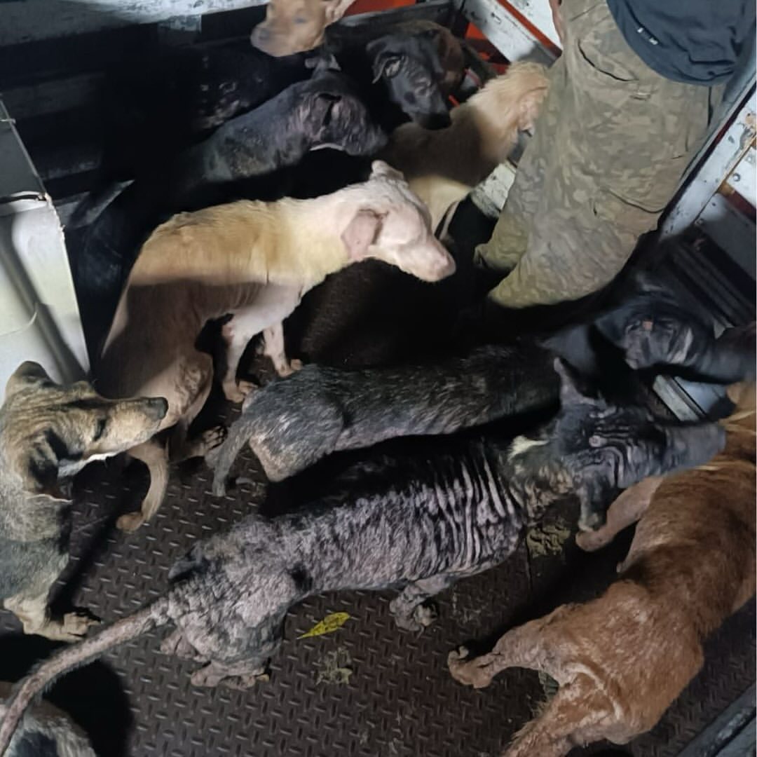 Perritos callejeros fueron puestos a salvo en un refugio en medio del paso del huracán Beryl