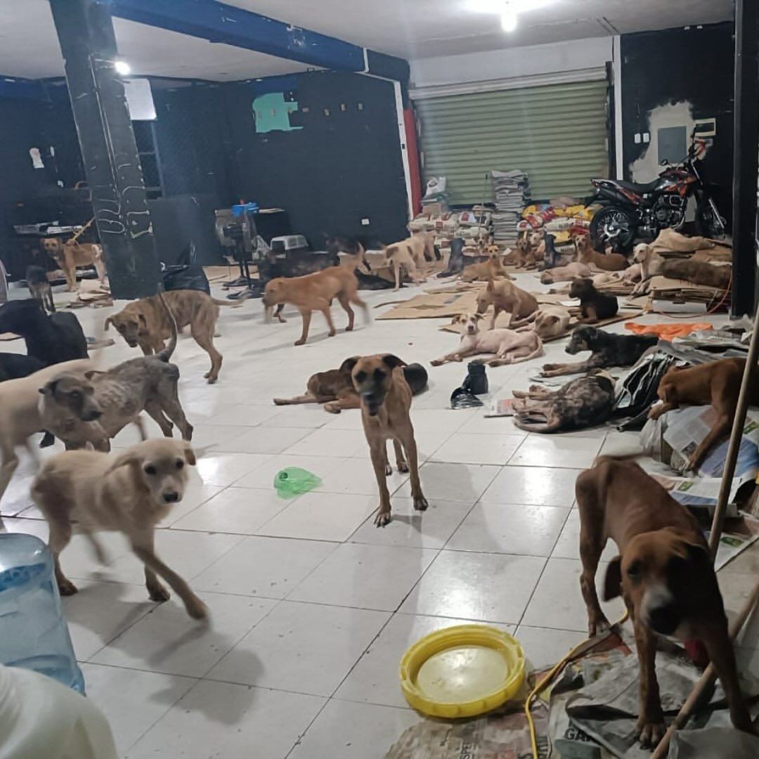 Perritos callejeros fueron puestos a salvo en un refugio en medio del paso del huracán Beryl
