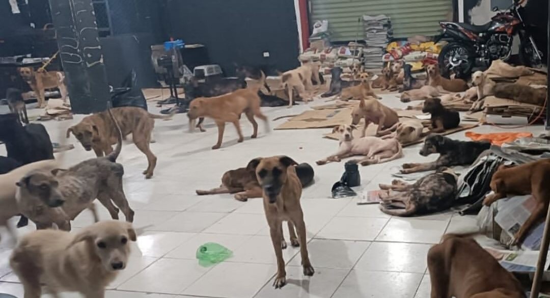 Perritos callejeros fueron puestos a salvo en un refugio en medio del paso del huracán Beryl
