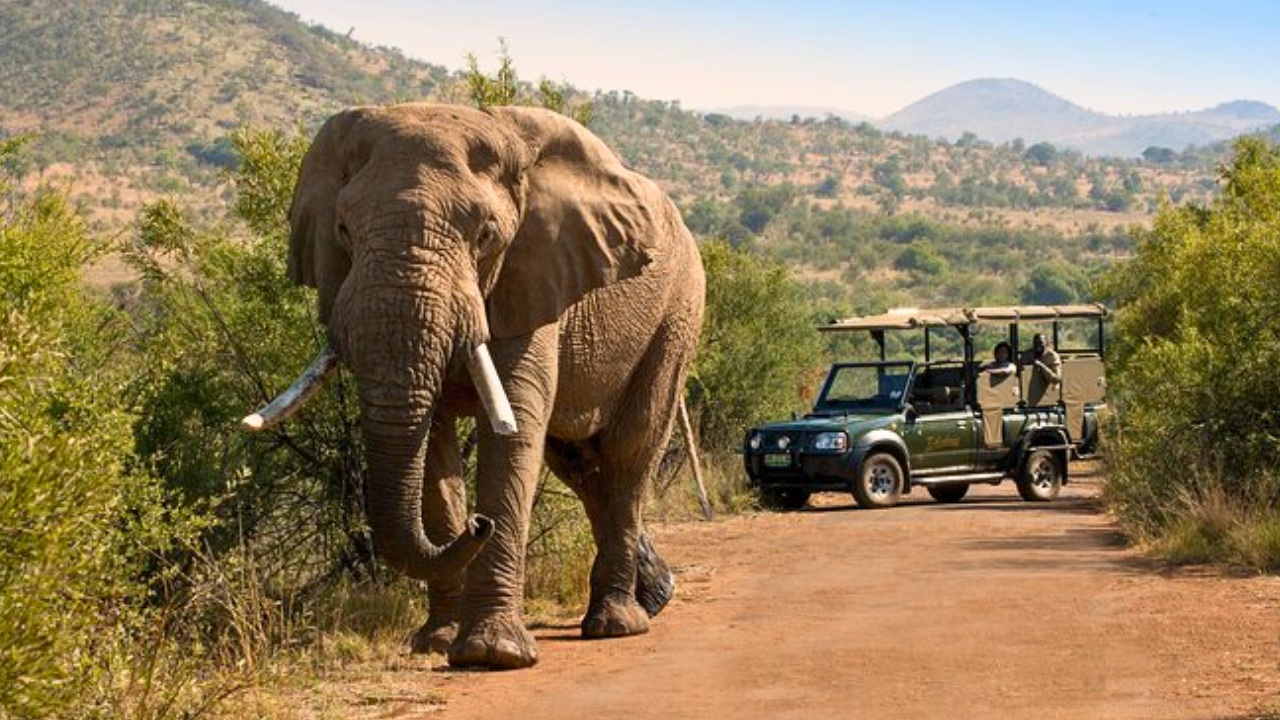 Turista español murió pisoteado por una manada de elefantes mientras les sacaba fotos en Sudáfrica