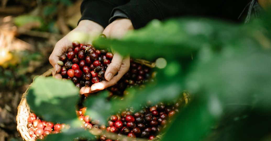 En el primer semestre del año la producción de café en Colombia creció en un 16%