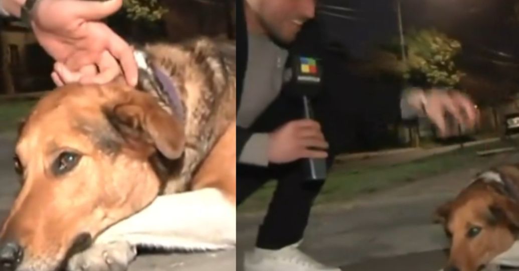 Perro callejero mordió a periodista en vivo y el video se hizo viral