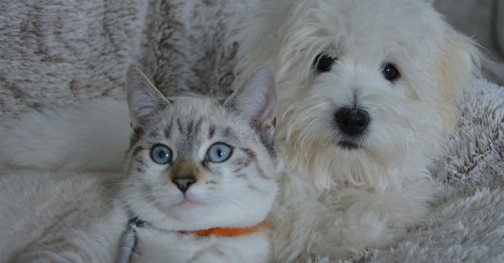 Perros y gatos: ¿cuánto tiempo pueden estar solos sin estresarse?