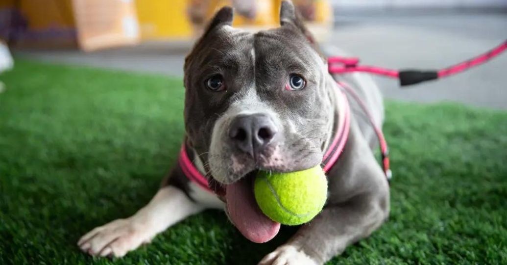 Según estudio, los perros se vuelven más "negativos" al percibir el estrés de sus dueños
