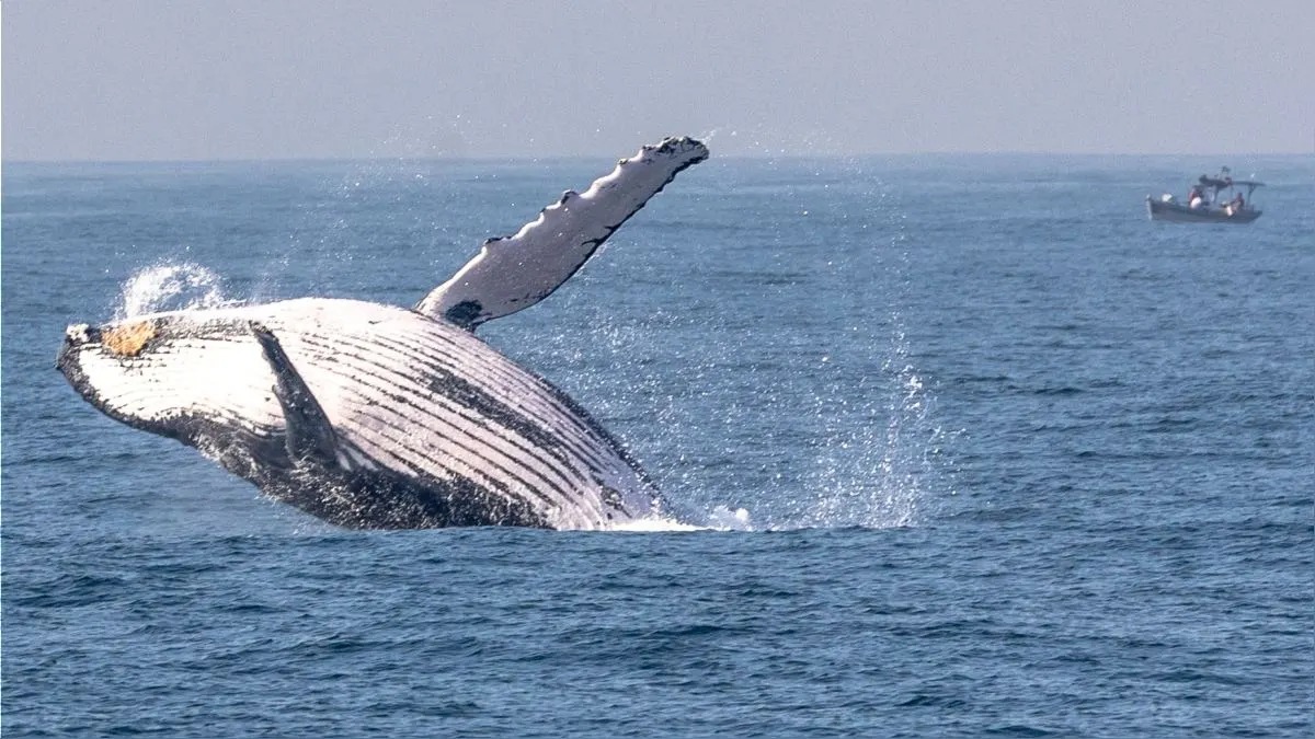 Estudio sugiere que las ballenas jorobadas fueron más felices durante la pandemia del COVID-19