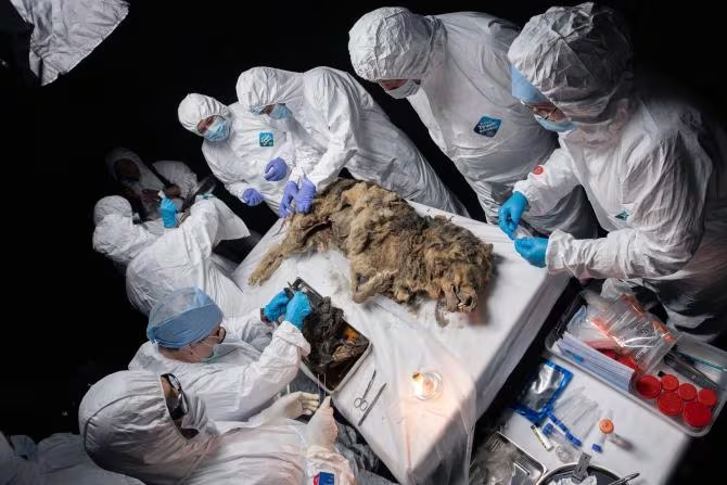 En Siberia encontraron el cadáver de un lobo de 44 mil años en casi perfectas condiciones  