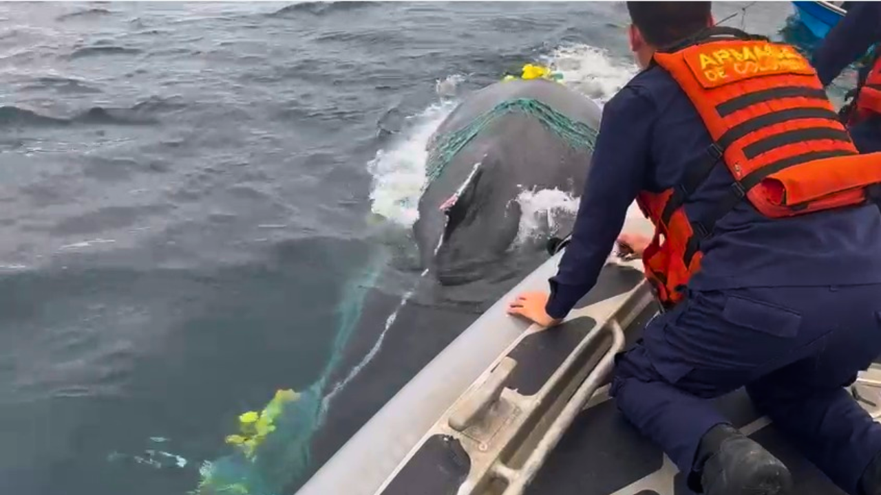 ¡Gran labor! Liberan a ballena encallada en red de pesca en Bahía Solano: así fue el procedimiento