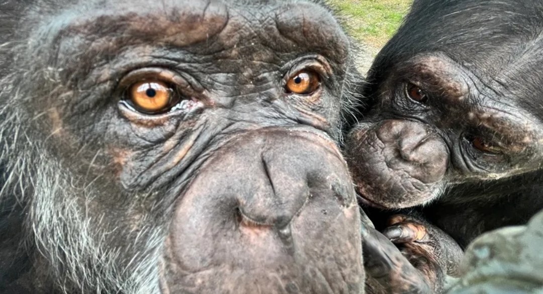 Videos demuestran que los chimpancés llevan articulando palabras desde 1962