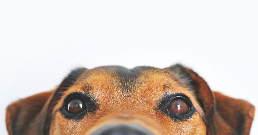 Los perros entienden palabras aunque no las pronuncien sus dueños