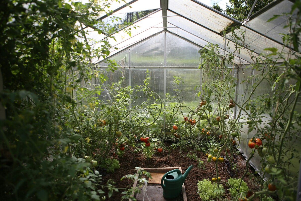 ¿Para qué sirve la cáscara de huevo en las plantas? Aquí le contamos todo lo que debe saber