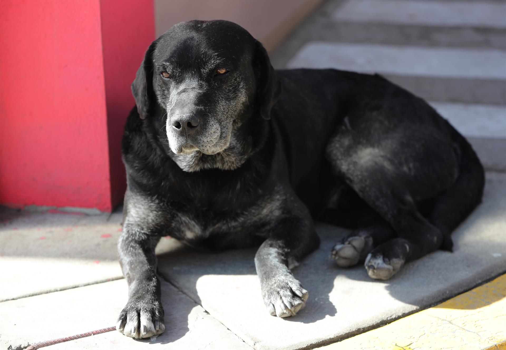 Congreso aprobó por unanimidad proyecto de ley que fortalecerá la lucha contra el maltrato animal