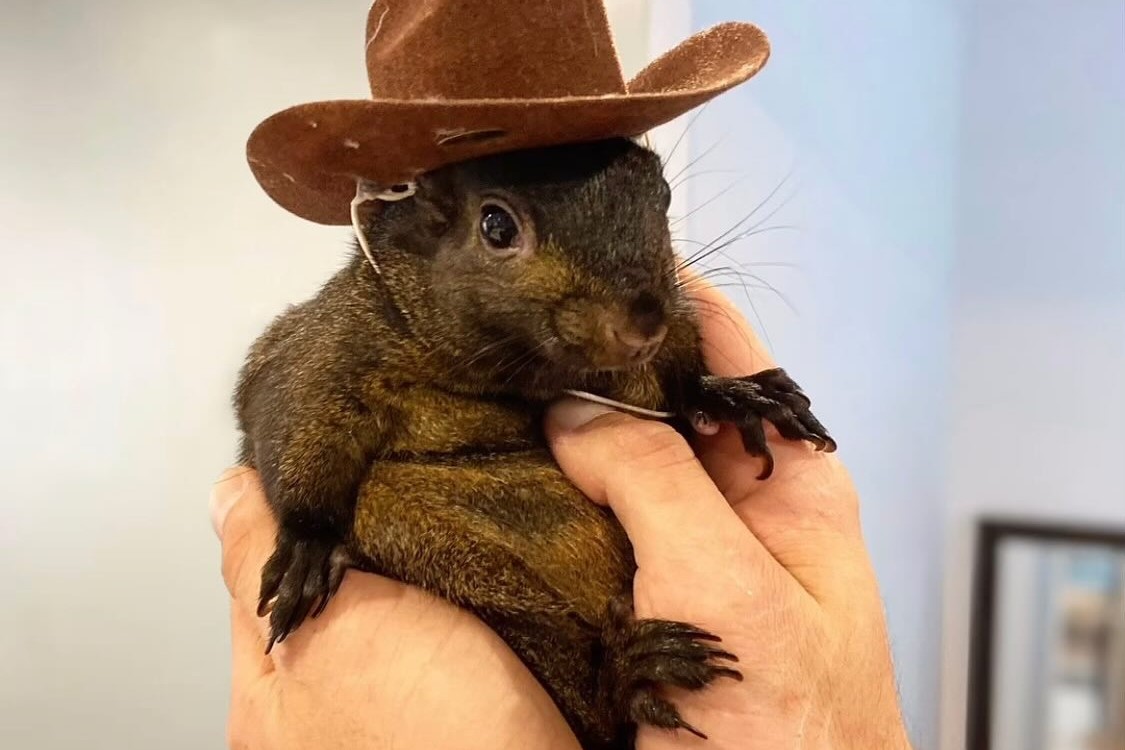 Polémica en EE.UU. por el sacrificio de 'Peanut', ardilla famosa en redes sociales